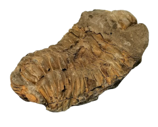 Trilobit rodu CALYMENE 160 g
