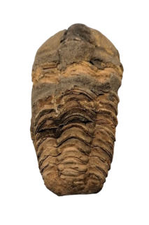 Trilobit rodu Calymene, s váhou 64 g