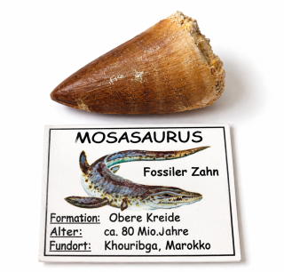 Mosasaurus fosilní zub v krabičce, vel. 2-3 cm