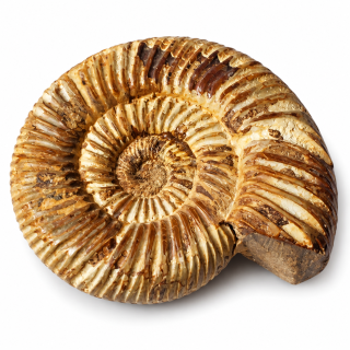 Amonit – přírodní zkamenělina z Maroka, 184 g