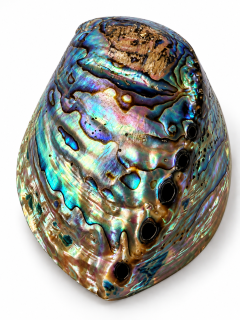 Mušle Paua Abalone – přírodní perleťová mušle z Nového Zélandu, 12 × 9 cm