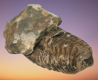 Trilobit rodu Calymene velký 106 g, sleva
