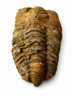 Trilobit Calymene fosilie 140 g – unikátní přírodní zkamenělina pro sběratele a esoteriku