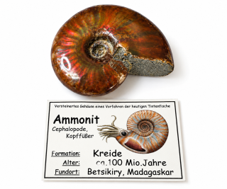 Amonit celý 4-5 cm s popisem v krabičce, Madagaskar