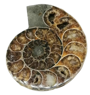 Amonit, zkamenělina 37 g