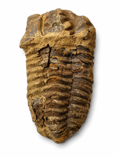 Trilobit Calymene – 83 g | fosilie stará cca 460 milionů let, Maroko
