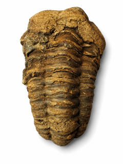 Trilobit Calymene velký 156 g – fosilie z Maroka (ordovik)