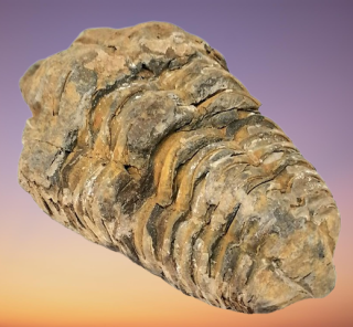 Trilobit Calymene velký 104 g