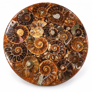 Amonitová destička – zkameněliny amonitů, 12 cm, 146 g