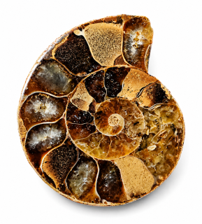 Leštěný amonit 11,7 g Madagaskar