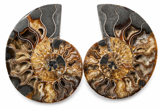 Amonit – velký pár 910 g | 16,5 × 12,5 × 2 cm | Madagaskar