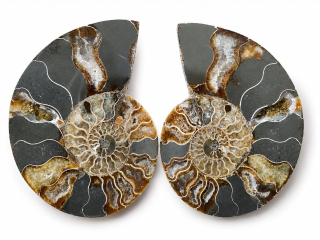 Amonit – velký pár 470 g | 13 × 10,5 × 1,5 cm | Madagaskar