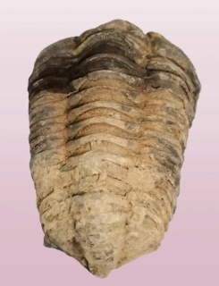 Trilobit Calymene velký, 80 g