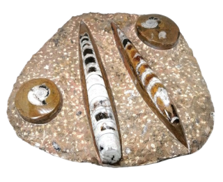 Orthoceras deska s amonitem 2,8 kg, 24x25 cm