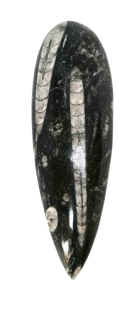Orthoceras, fosílie Maroko - 142 g