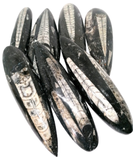 Orthoceras, fosílie Maroko 12-14 cm, AKCE