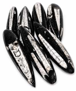 Orthoceras, fosílie Maroko 12-14 cm, AKCE