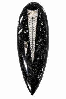 Orthoceras, fosílie v mateč.hornině, Maroko 117 g