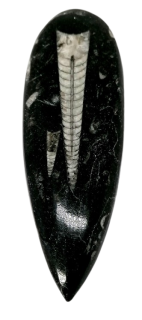 Orthoceras, fosílie v mateč.hornině, Maroko 117 g