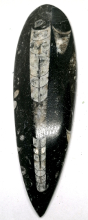 Orthoceras, fosílie v mateční hornině 170 g