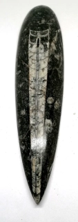 Orthoceras, fosílie v mateč.hornině 228 g
