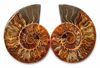 Amonit – velký pár 810 g | 15,5 × 12 × 1,6 cm | Madagaskar