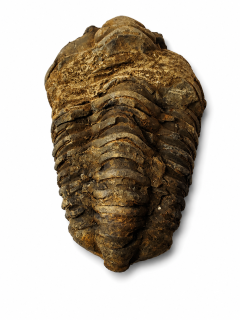 Trilobit Calymene 128 g – 460 milionů let stará fosilie z Maroka