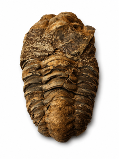 Trilobit Calymene fosilie 102 g pro sběratele a milovníky historie